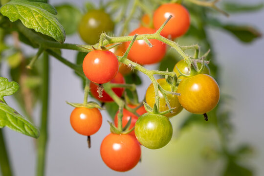 Tomatoes growing in greenhouse, some not ripe