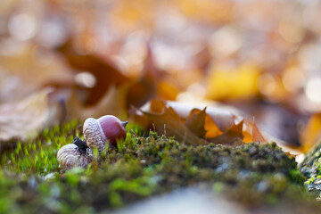 the acorn lies on the green moss of the autumn forest. early spring in the forest. a group of acorns, green forest moss and dry leaves. Oak Grove. close-up, natural background and place for text