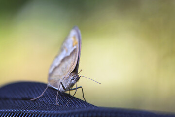 Common Cruiser yellow butterflies. an orange butterfly sits on a black cloth. suck in moisture. close-up, nature, focus. beautiful gentle moth on a blurred light green background