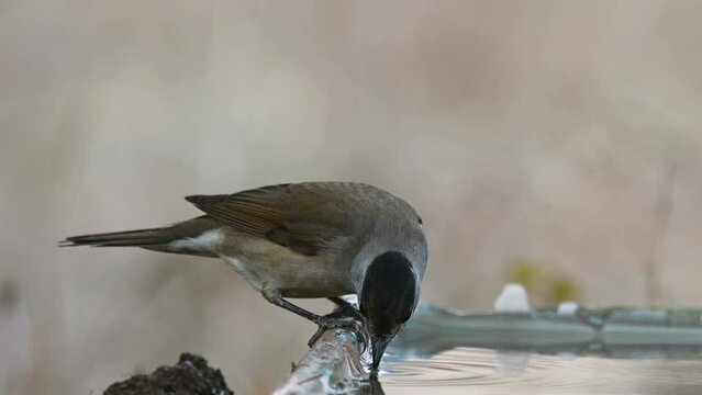 Eurasian Blackcap Sylvia atricapilla in the wild. Songbird. A bird drinks water in the forest. Slow motion.