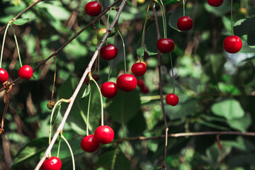 Red cherries on branches close-up with blurred background. Cherries on the cherry tree. Soft focus
