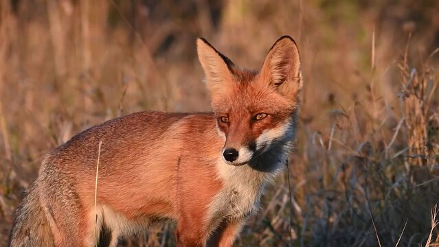 Red fox Vulpes vulpes. Red fox on a beautiful background in the wild. Close up. Slow motion.