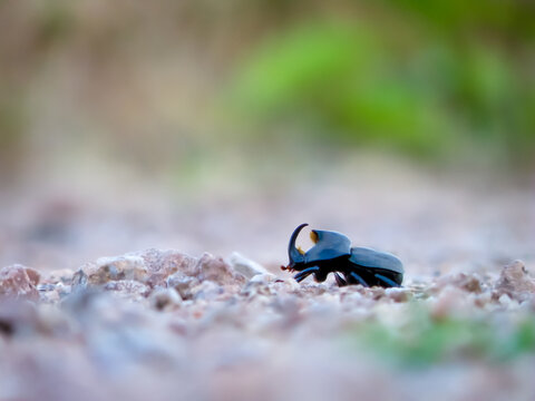 Beetle walking on ground in natural environment