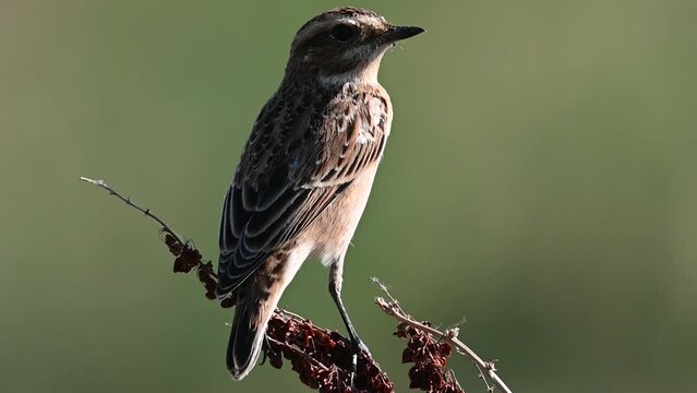 Whinchat Saxicola rubetra. A bird sitting on a tree turns its head. Close up. Slow motion.