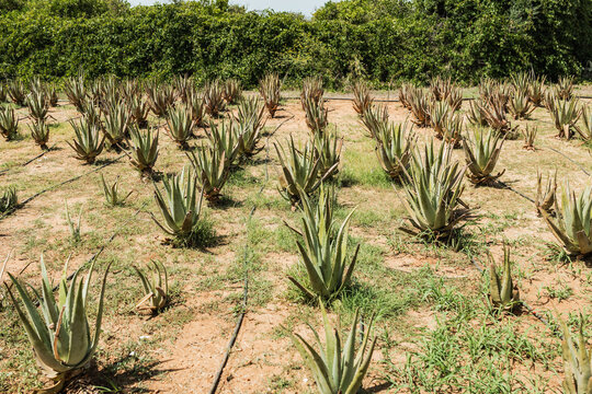 Green aloe vera plants with drip water wires in countryside