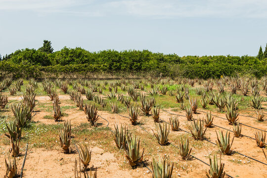Green aloe vera plants with drip water wires in countryside