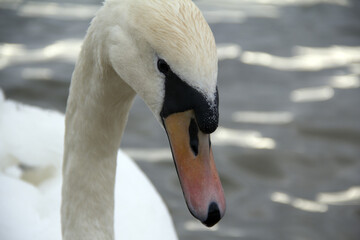 Swan's head close-up. Mute swan cygnus olor. The pink beak of a white swan.