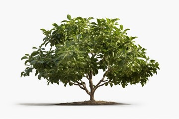 Front view of a 3D-rendered coffee tree with transparent background. Generative AI