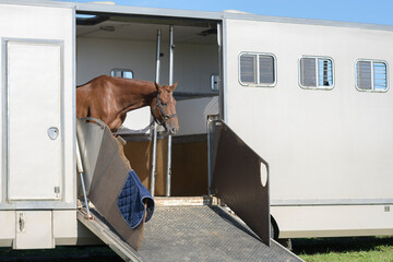 Sad brown horse in a large white horse trailer
