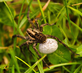 Spinne mit ihren Kindern