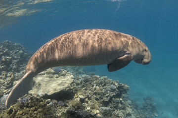 Dugong in the blue sea against the background of a coral reef. Sea animal (Dugong dugon). Sea cow.
