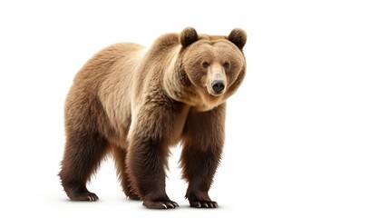 Brown bear on white background