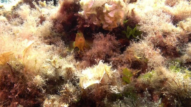 Little marine life - Yellow blenny fish in a Mediterranean fish