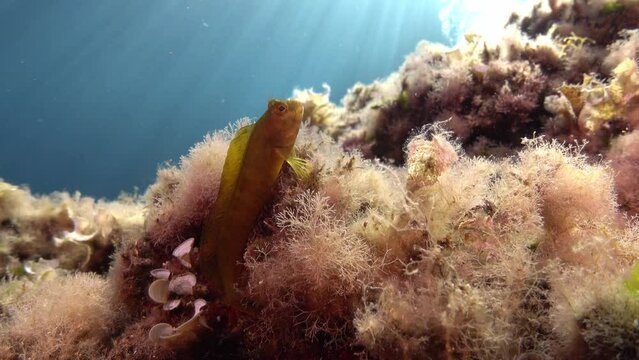 Underwater life - Beautiful blenny fish in clen sea water