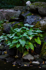 Syngonium podophyllum. Albolineatum. Syngonium plant. Anubias gracilis