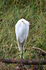Great Egret