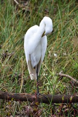 Great Egret