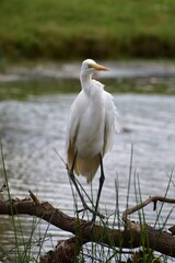 Great Egret