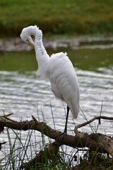 Great Egret