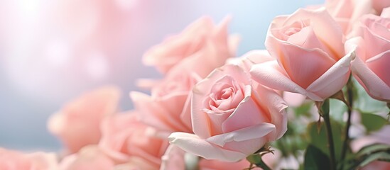 Summer delicate blooming pink roses,pastel background