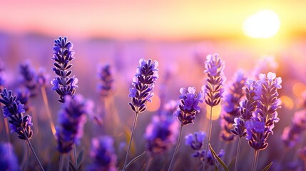 Sanset purple lavender field close up