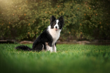 Naklejka na ściany i meble border collie dog on a walk on a green lawn wonderful portraits of senior pet