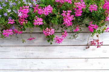 Colourful flower background. Blooming geranium and timber fence	
