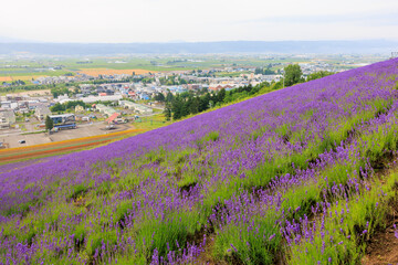 Obraz premium ラベンダー畑と中富良野町
