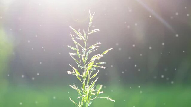 Blooming grass green stem closeup on blurry background with sunny beams of shining sun. Sunny summer day. Lots small blurry white spots of fluff flying around. Natural background Nature Seamless loop