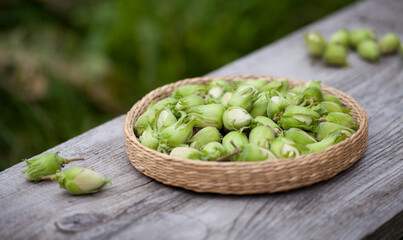 Hazelnut harvest - fresh, green hazelnuts on a gray wooden board background.