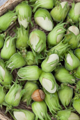 Hazelnut harvest - fresh, green hazelnuts on a gray wooden board background.