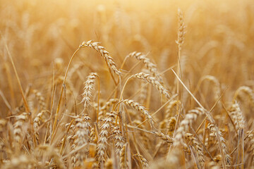 Golden field of ripe wheat