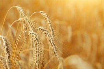 Golden field of ripe rye, harvest
