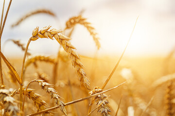 Golden field of ripe wheat