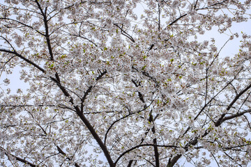 Close-up of a Sakura, Cherry Blossom - High Park, Toronto