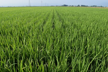 田植え２ヶ月後の水田