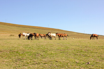 Fototapeta na wymiar wild horses grazing in a field
