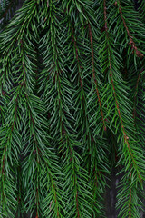 Fototapeta premium fresh evergreen fir branches background with close up