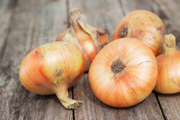 fresh onions on a wooden background