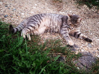 Obraz premium Relaxed grey fur color tabby cat laying on a grass. Country side life.