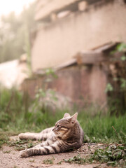 Relaxed grey fur color tabby cat laying on a grass. Country side life.
