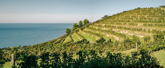 Vineyard on a hill in front of the sea. Fiorenzuola di Focara, Pesaro-Urbino  province,  Marche, Italy. - obrazy, fototapety, plakaty
