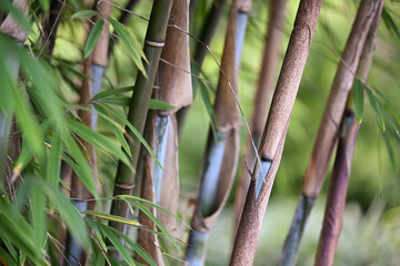 Yushania fungosa Dadong, détail de feuillage et chaumes colorés bleu et brun
