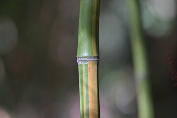 Obraz premium Bambou géant Phyllostachys iridescens, détail de chaume, macro des rayures au niveau du noeud