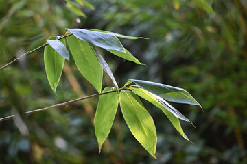 Détails de feuillage bambou type Sasa Palmata nebulosa, vert persistant.