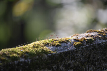 Mousse végétale sur une barrière en béton ancienne dans la nature. Quand la nature reprend ses droits. 
