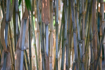 Bambou bleu, cannes avec pruine bleu type fargesia papyrifera avec gaines 