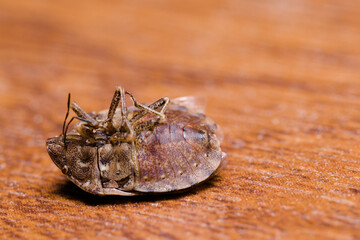 A dead most likely tortoise bug (Eurygaster maura) lying upside down on its back on a windowsill made of material imitating wood.