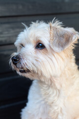 Bichón Maltés precioso de color blanco