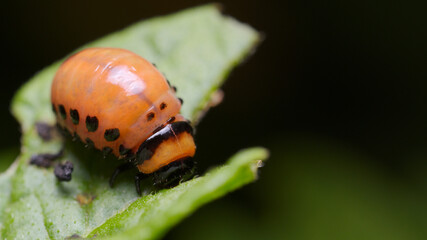 Colorado potato beetle larva (Leptinotarsa decemlineata) feeding on a potato leaf.